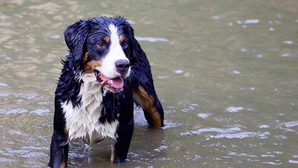 why does my dog love water so much