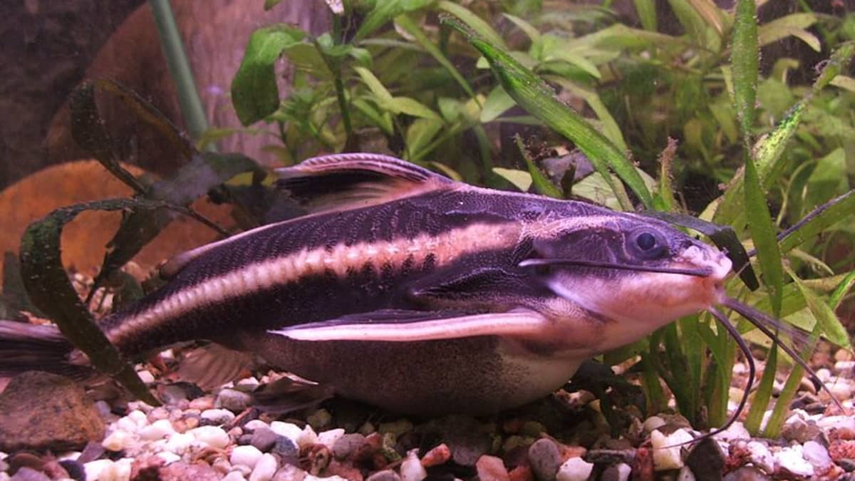 Do Armored Raphael Catfish Make Good Aquarium Pets Pethelpful