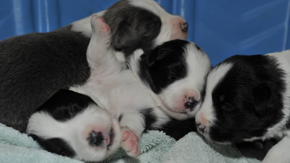 Selecting and Training a Border Collie Puppy - PetHelpful