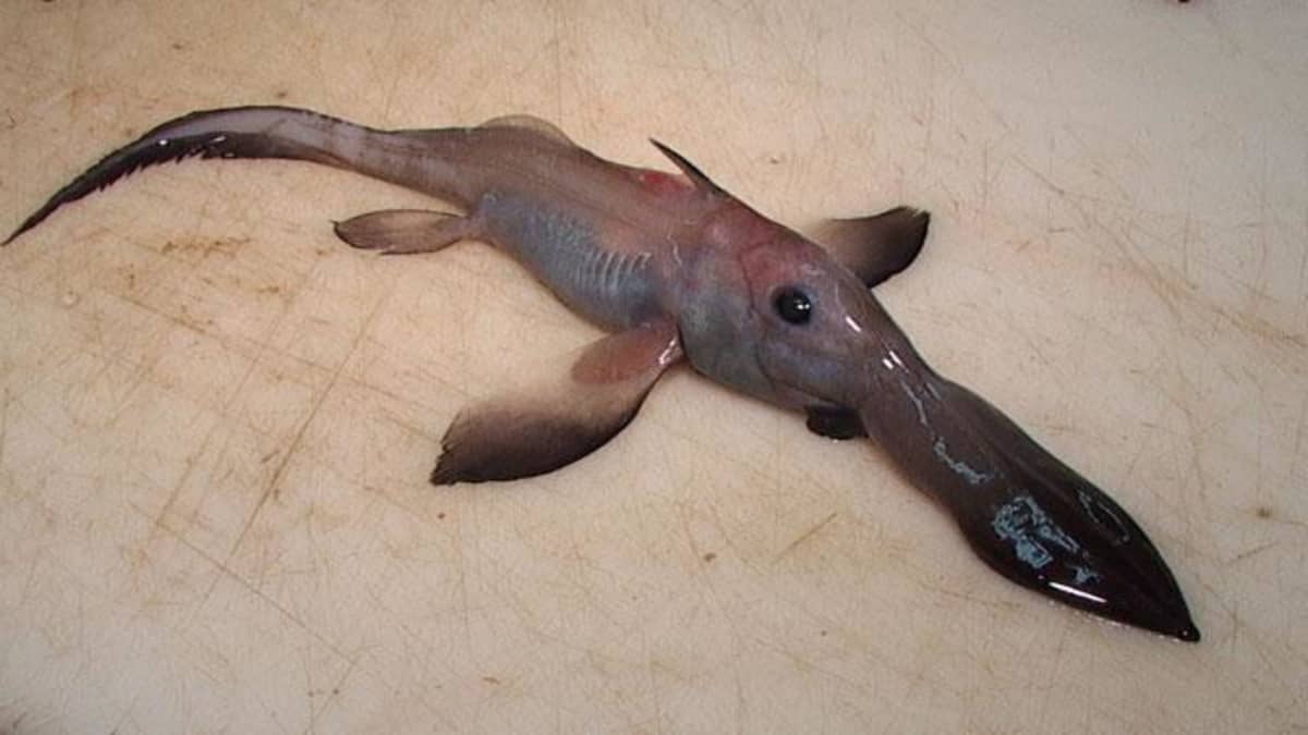 17 Ugly Fish and Weird Sea Creatures - Owlcation