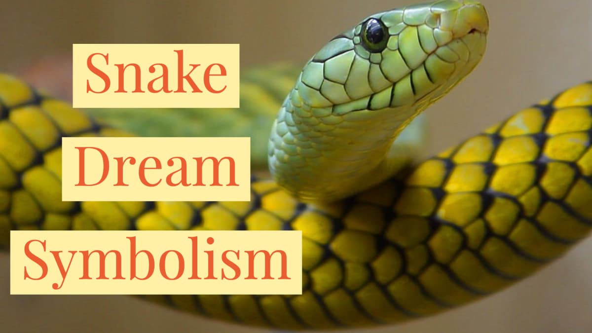 dream book number for snakes