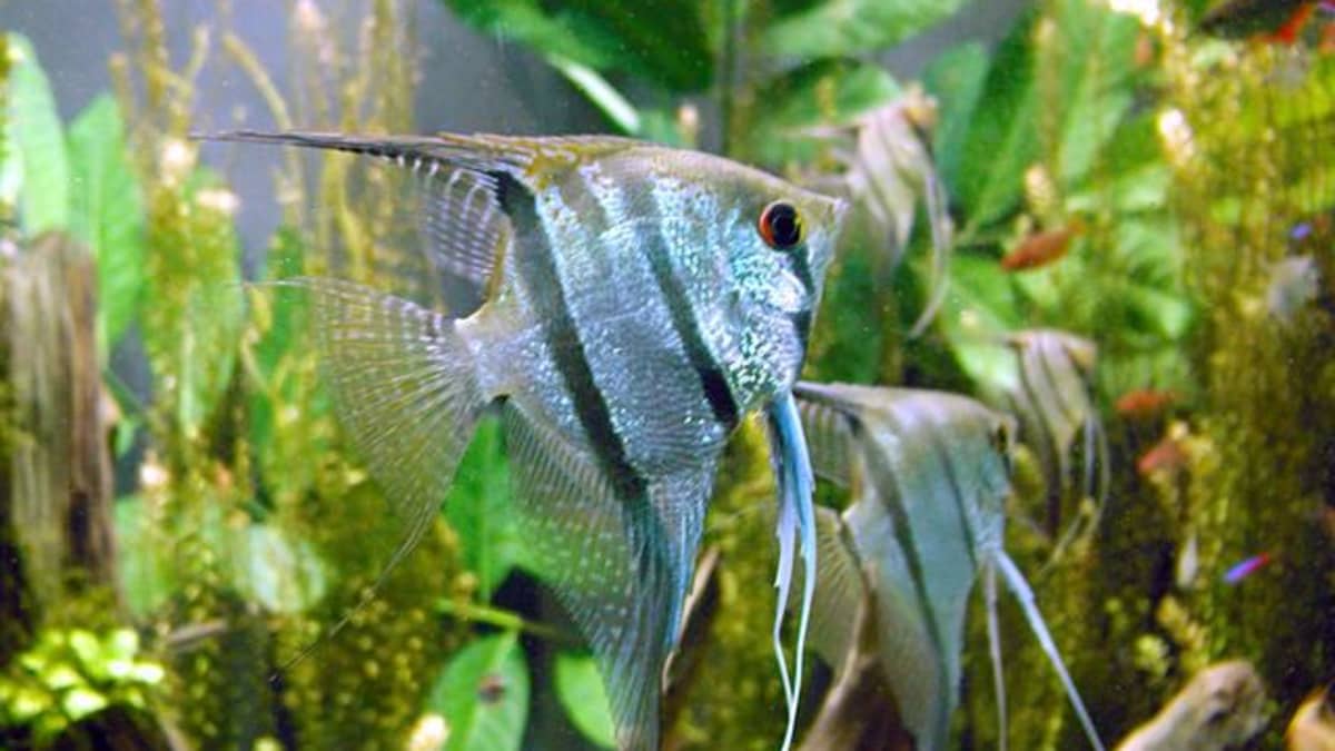 Lots of Small Bright Neon Fish in the Aquarium, Nature Stock Footage ft.  alga & angelfish - Envato Elements