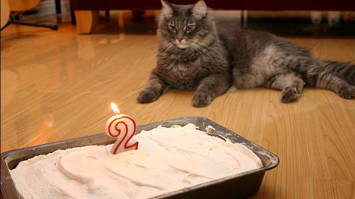 Happy Birthday Cat GIF - HappyBirthday Cat Cake - Discover &… | Vœux de  joyeux anniversaire, Images joyeux anniversaire drôles, Images joyeux  anniversaire gratuites
