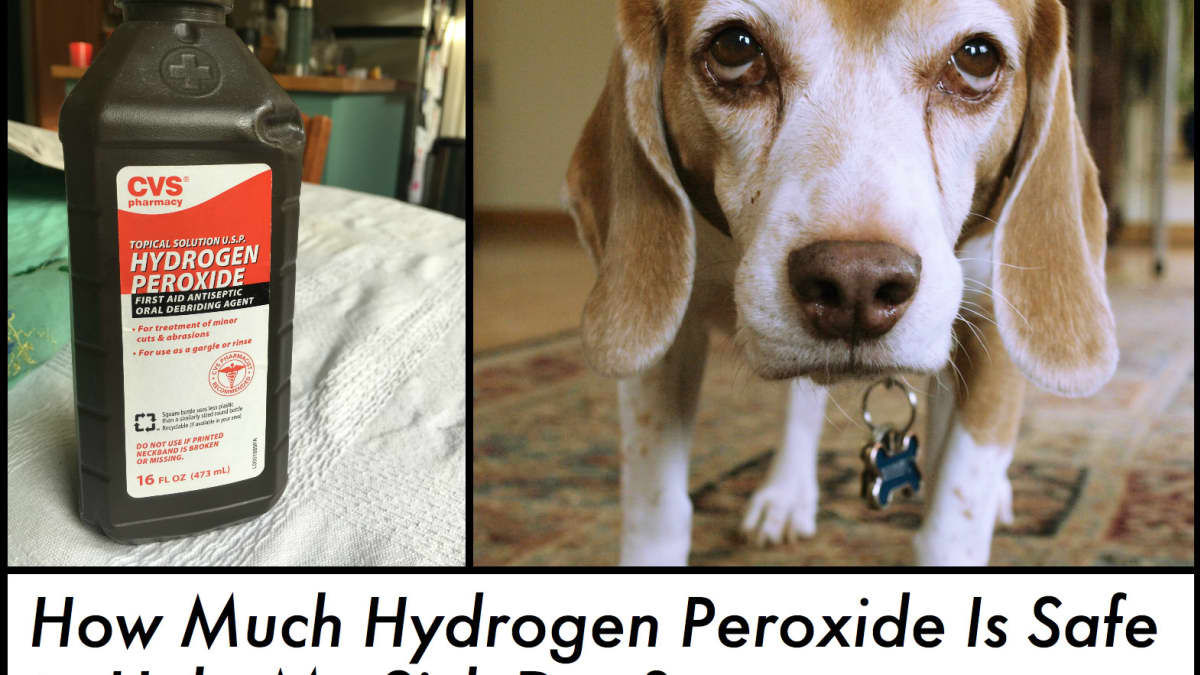 Can You Give a Dog Too Much Hydrogen Peroxide? - PetHelpful