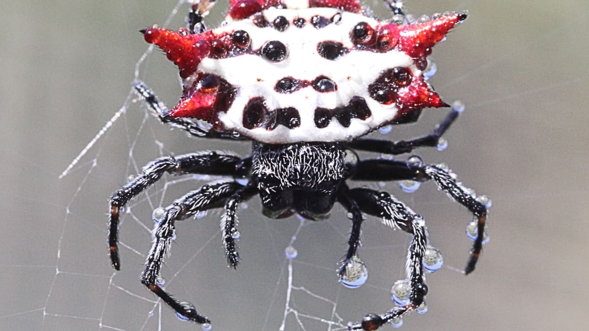 Amazing Spiders: Strange and Interesting Arachnid Facts - Owlcation