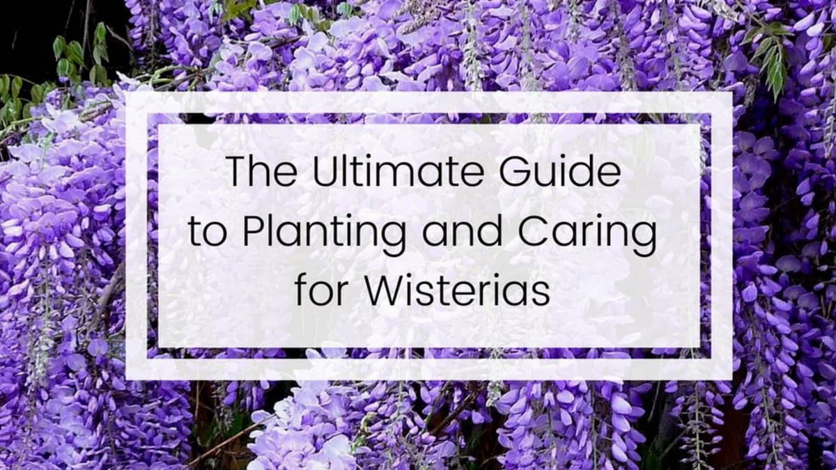 How To Plant Prune And Care For Wisterias Dengarden