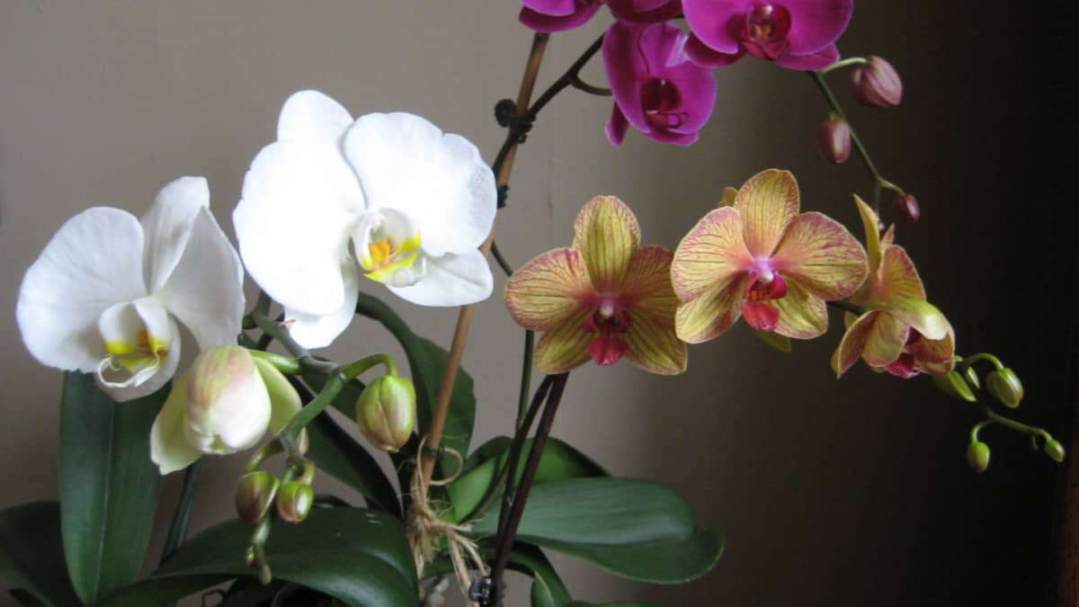 How To Grow And Care For Moth Orchids