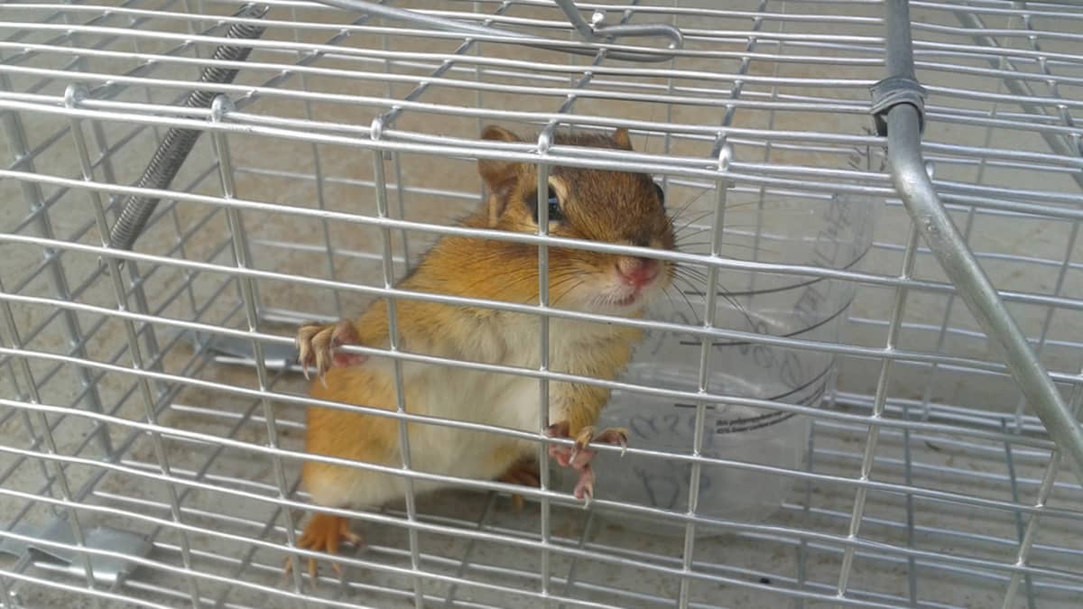 Chipmunk Trap Fail - Slow Trap Can't Catch a Fast Chipmunk In The Barn 