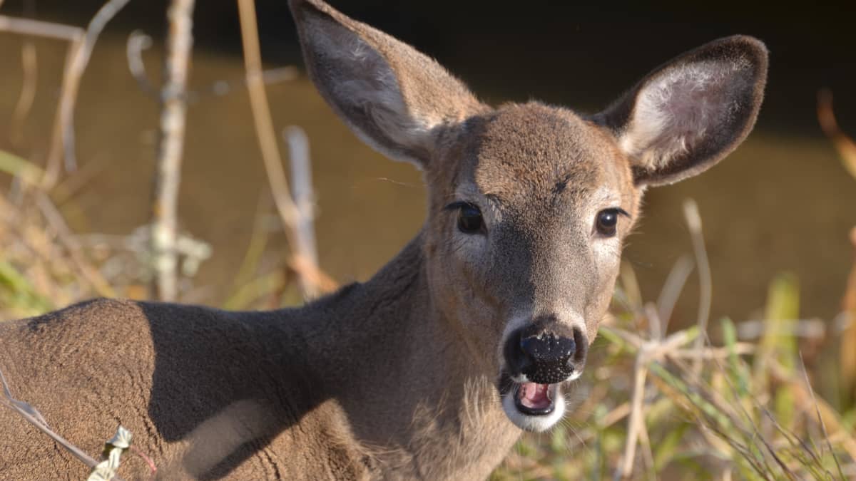 Keep Deer Away From Your Plants and Garden (Without Building a Fence!) -  Dengarden