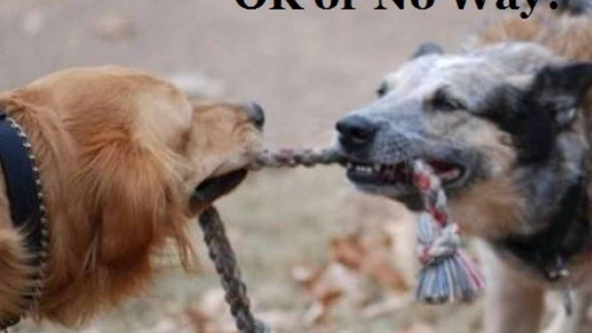 Is It Okay To Play Tug Of War With The Dog Pethelpful