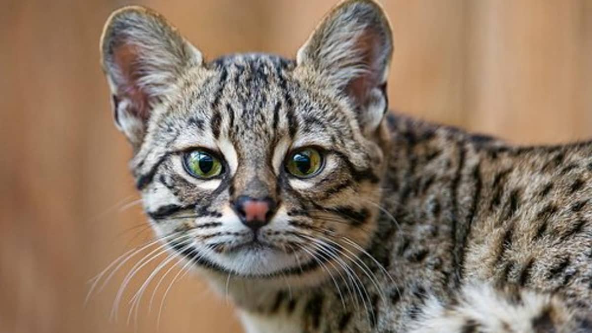 10 Small Exotic Cats That Are Legal to Keep as Pets - PetHelpful
