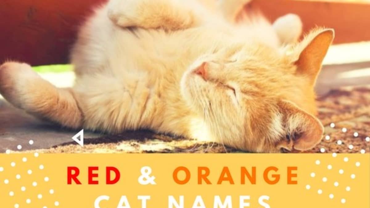 60 Badass Names For Red Or Orange Cats Pethelpful