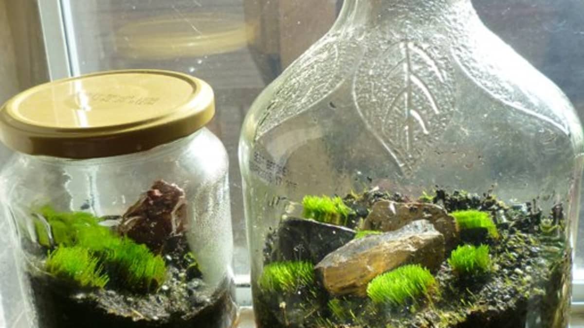 How to Make a Terrarium in a Jar - Dengarden