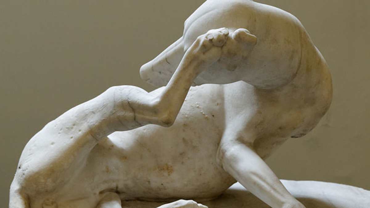 comfortis vs frontline