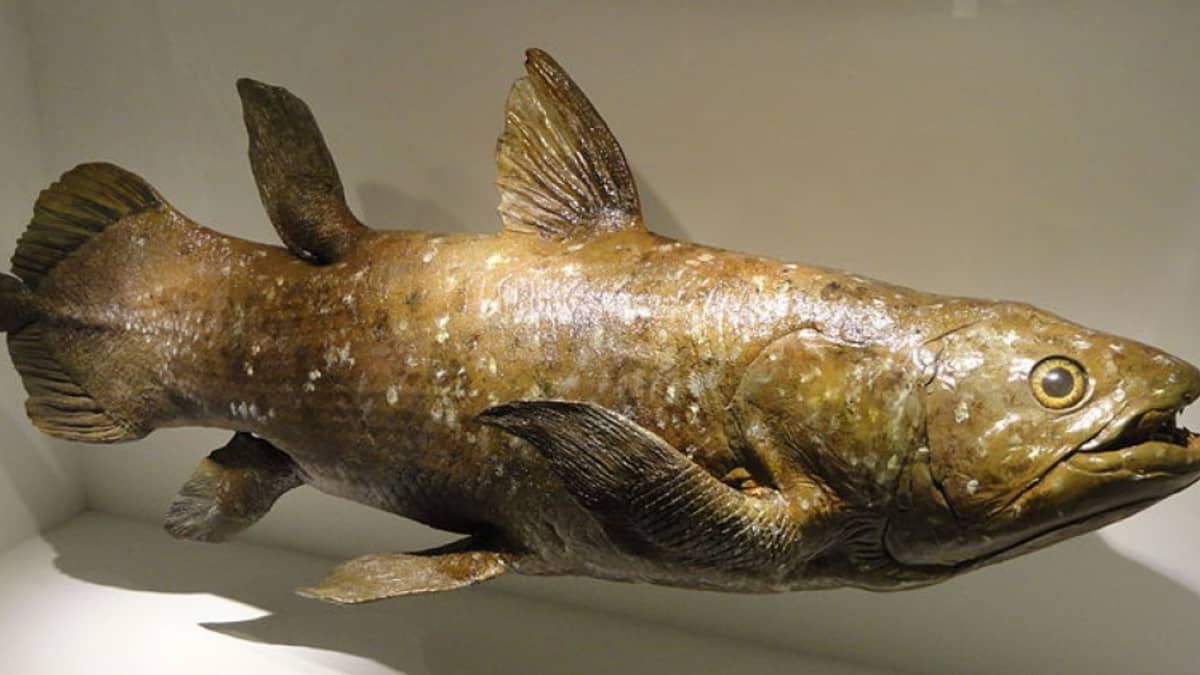 Coelacanth Fish Tops List of Prehistoric Animals Found Alive - Owlcation