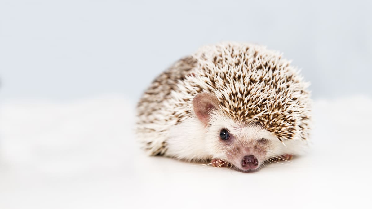 really cute hedgehogs
