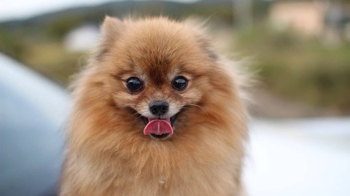 12 Pros and Cons of Owning a Pomeranian - PetHelpful