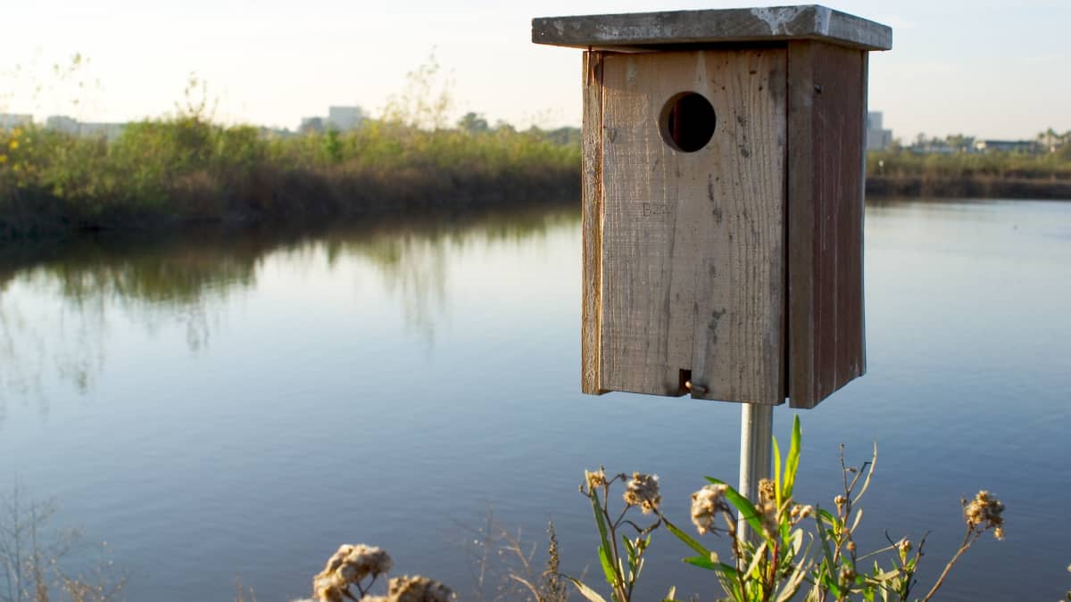 wireless camera for wood duck house