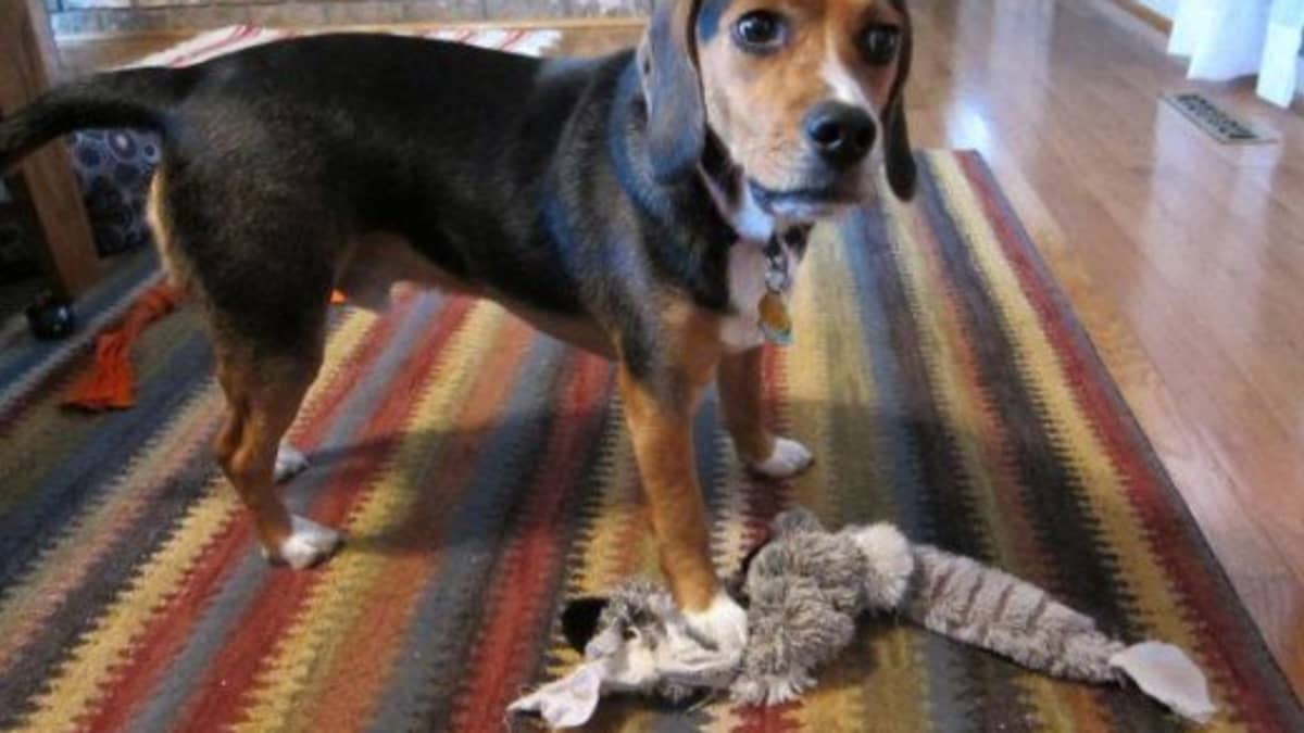 Best Dog Toys for Beagles: Chew Toys and More - PetHelpful