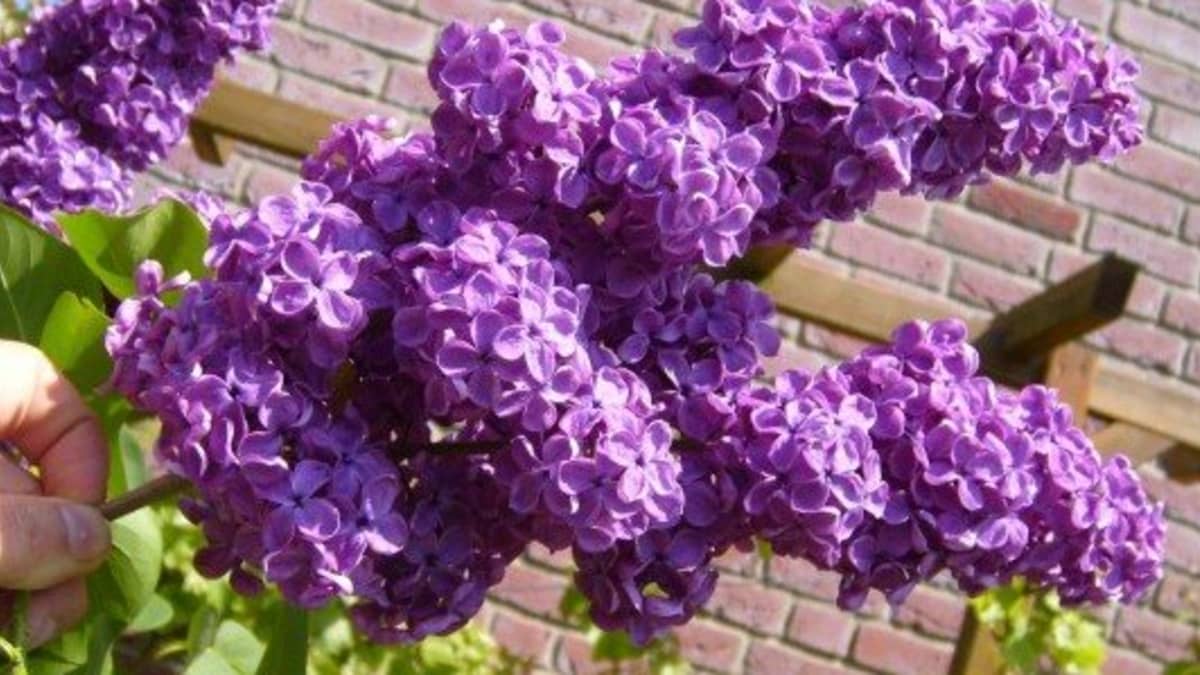 Fragrant French Lilac 10 Seeds Impressive Flowers 