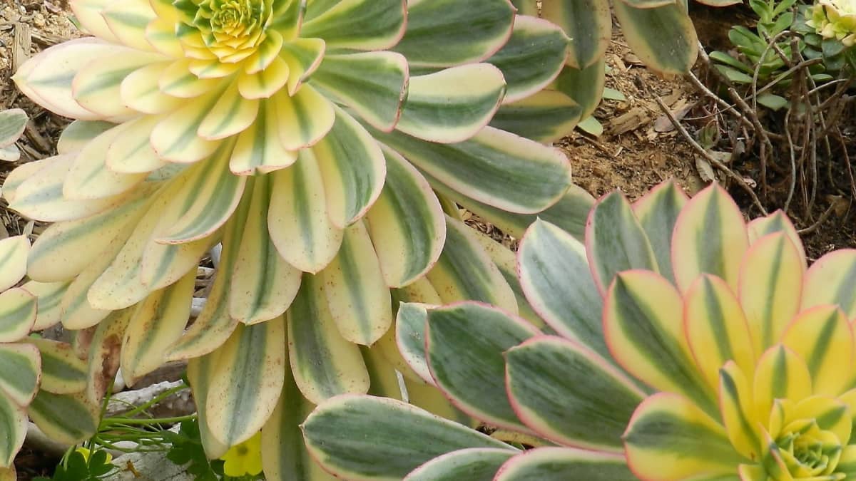 Aeonium 'Rock Hopper'HybridSurreal Succulents