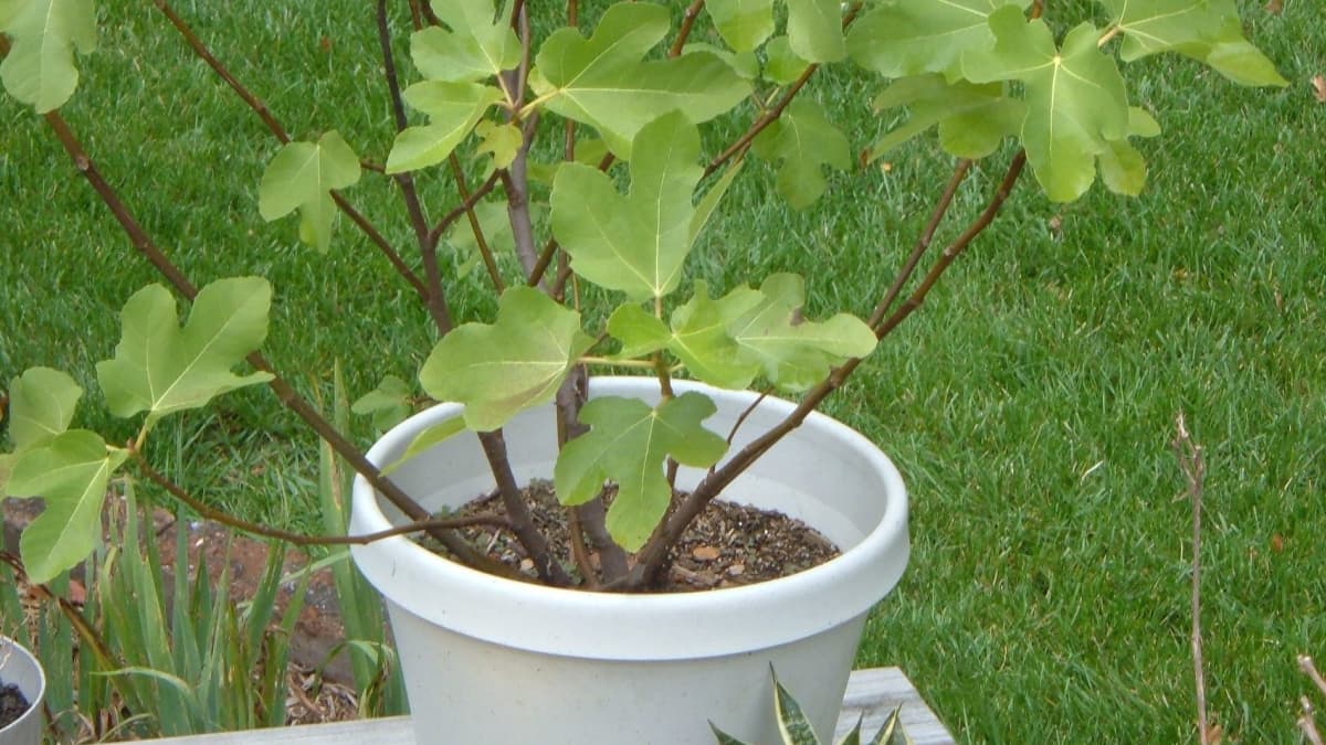 jo loves fig trees