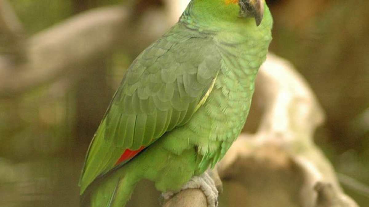Wild Parrots Multiplying In Southern California Pethelpful