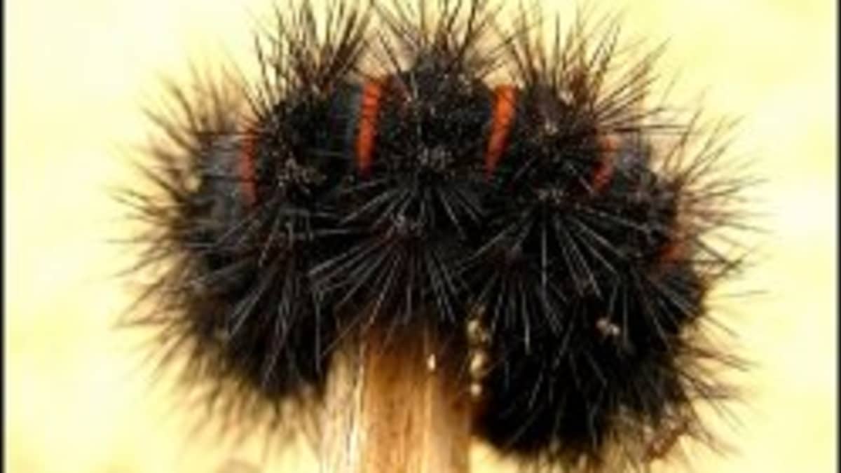 Black Fuzzy Caterpillar Owlcation