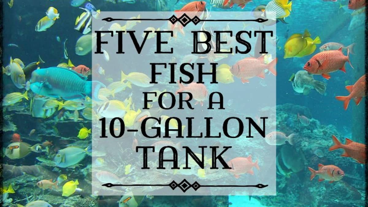 10 Best Fish For A 10 Gallon Tank Setup Pethelpful