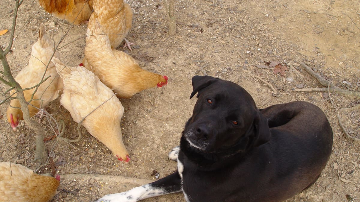 can you train a dog not to eat chickens