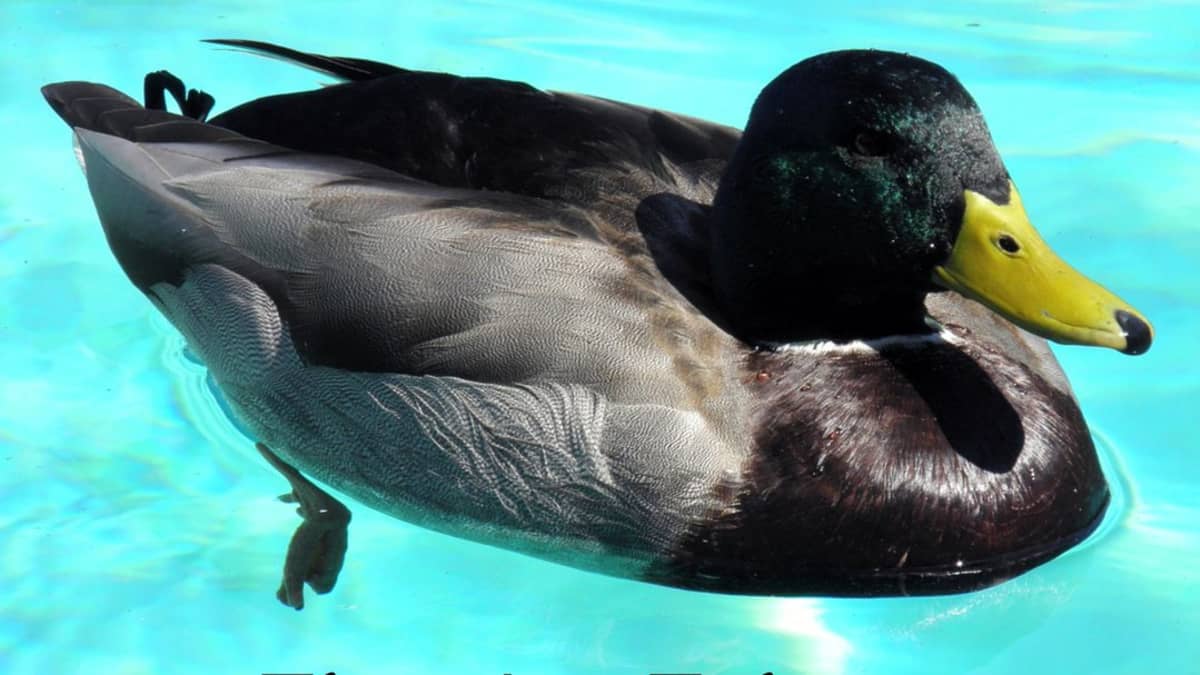 14 Simple Tips For Keeping Ducks Away From Your Pool Dengarden