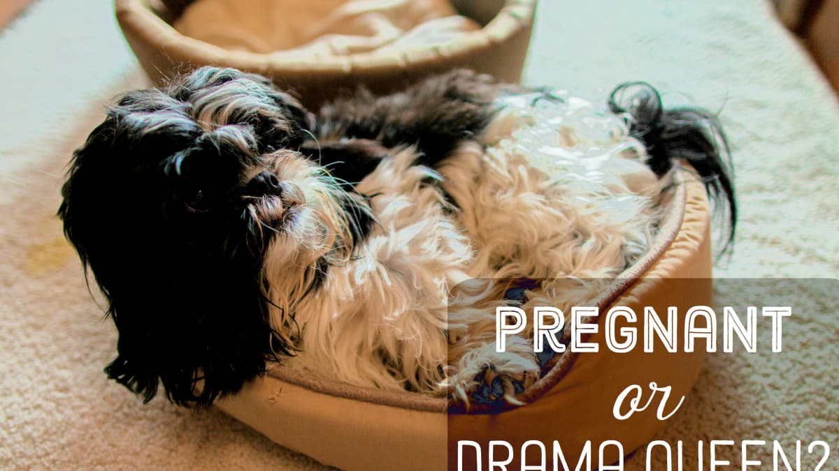 Pregnant By Dog