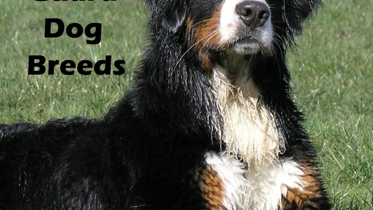 are newfoundlands good guard dogs