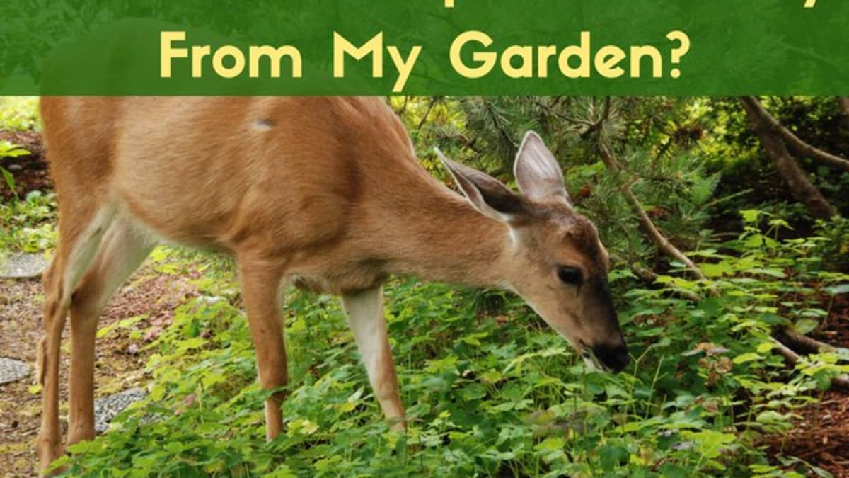 Best Homemade And Commercial Deer Deterrents For Your Garden Dengarden Home And Garden
