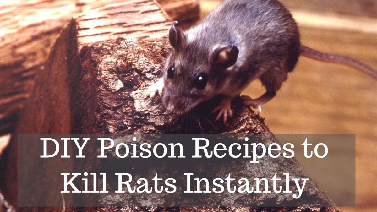 Baking soda rat poison natural Diy Rat