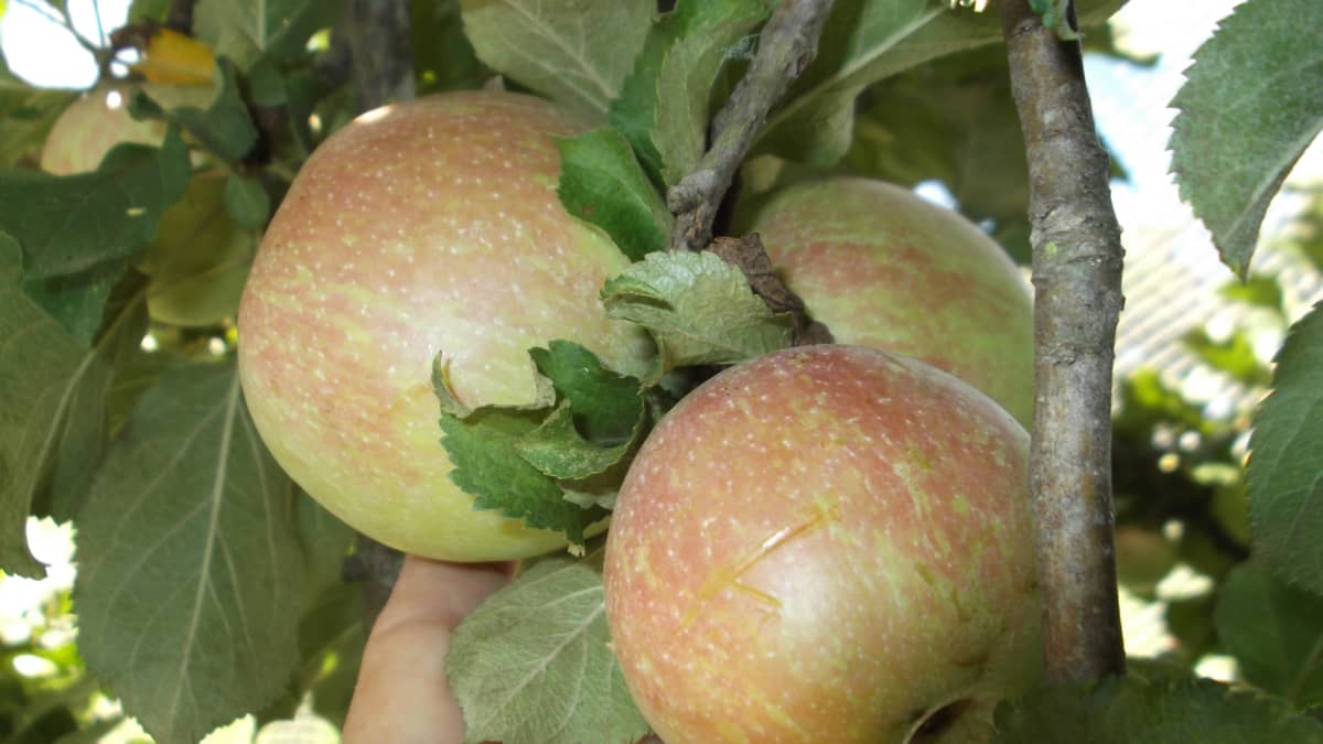 Finding the Best Heirloom Apples for the Small Home Orchard : This Inspired  Life