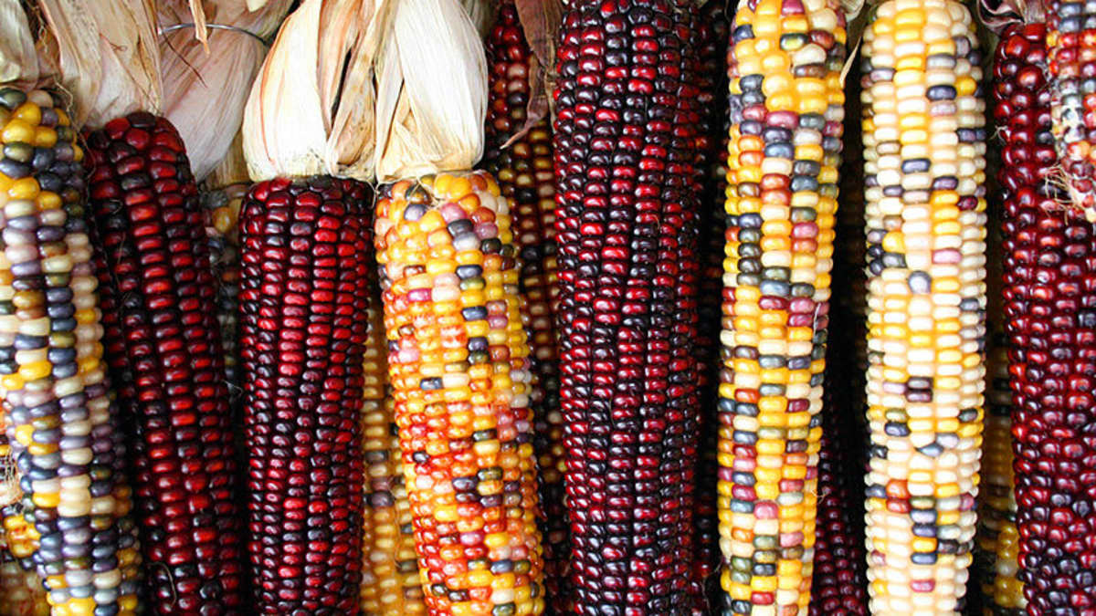 How to Grow and Dry Indian Corn - Dengarden