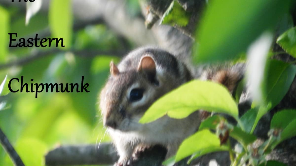 How To Manage Eastern Chipmunk Problems In Your Garden And Yard Dengarden Home And Garden