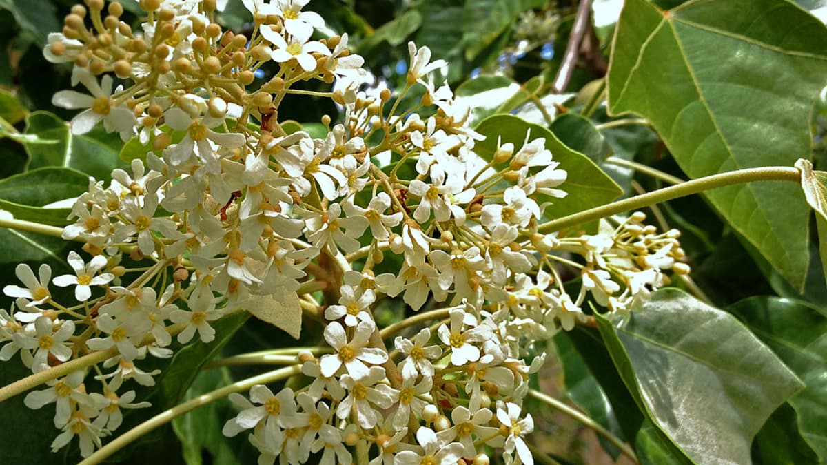 Planting a Garden With All White Tropical Flowers (See Photos
