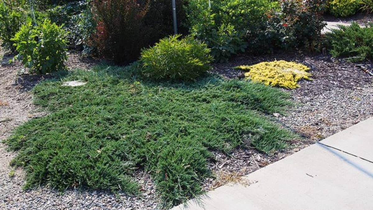 Creeping Juniper Groundcover Types, How To Get Rid Of Ground Cover Without Killing Other Plants