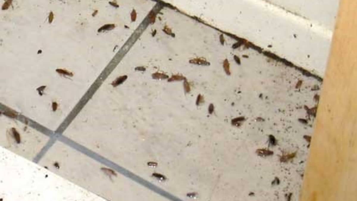 Roaches Diy Roach Extermination