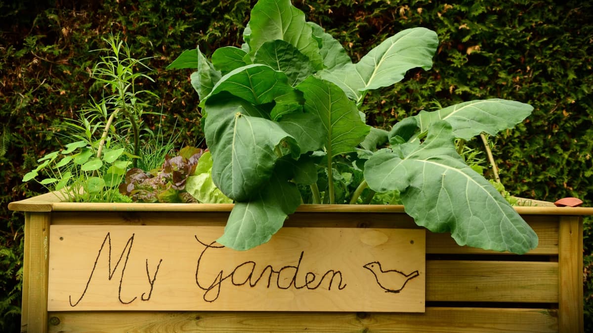 How to Plan a Raised Garden Bed - Dengarden