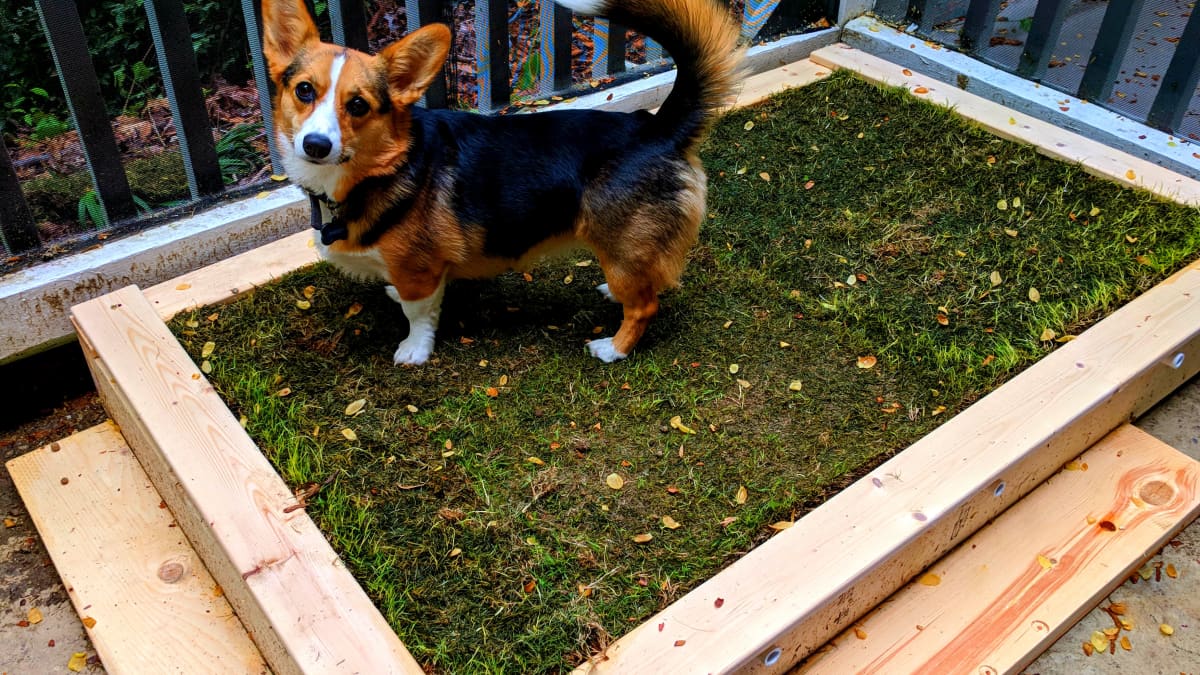 Diy Patio Potty For Your Dog, How To Build An Outdoor Dog Potty Area