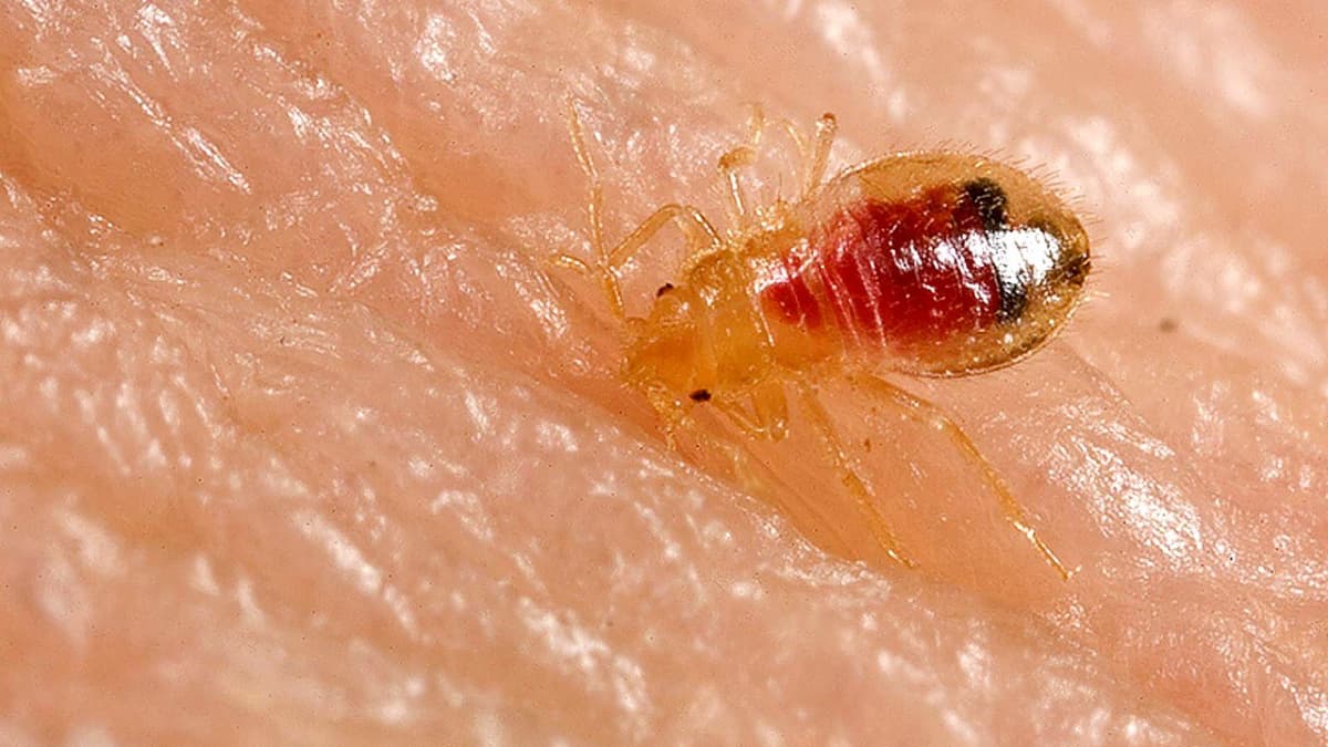 Do You Have a Bed Bug Infestation?: Tiny Black Bugs in Bed - Dengarden