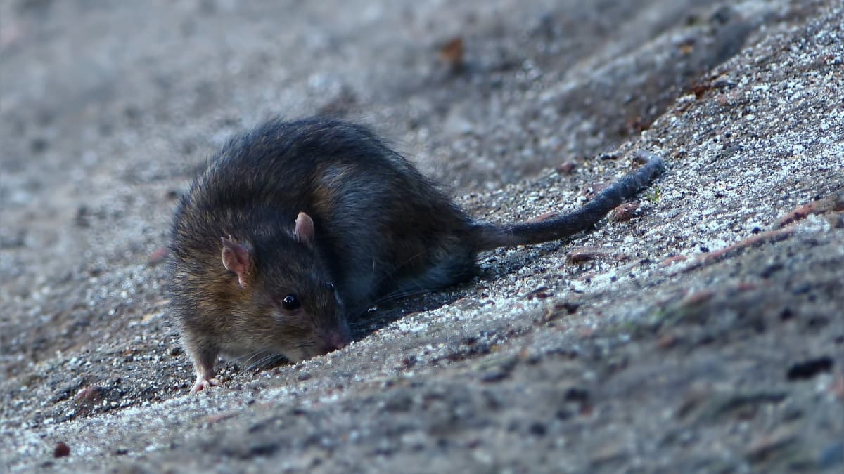 How to Get Rid of Rats Without Poison: A Humane, No-Kill Approach to Rat  Control - Dengarden