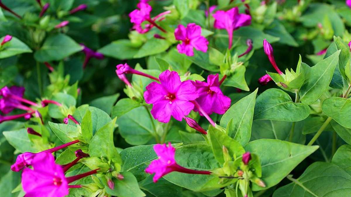 How To Grow Four O Clocks A Cottage Garden Favorite Dengarden