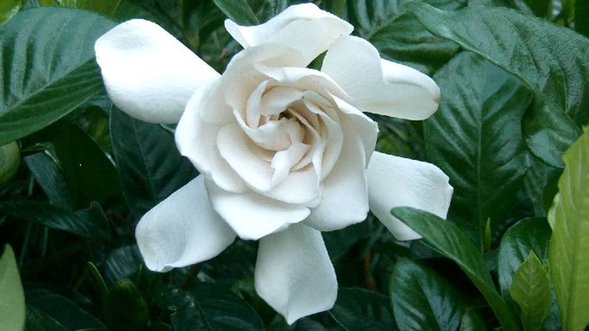 How to Grow Gardenias Indoors or Outdoors - Dengarden