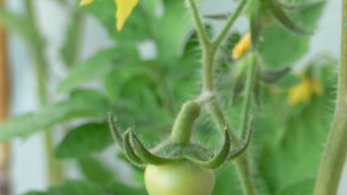 Como cuidar de suas plantas de tomate