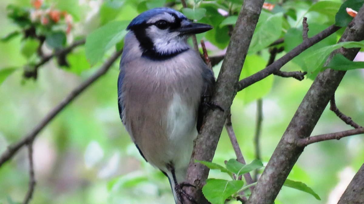 Blue Jay Facts Pictures And Behavior Owlcation