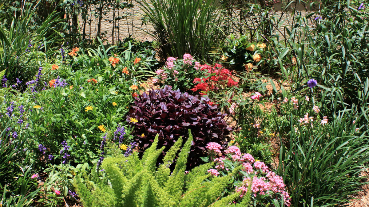 South Florida Flowerbed, How To Make Your Garden Full Of Flowers Year Round